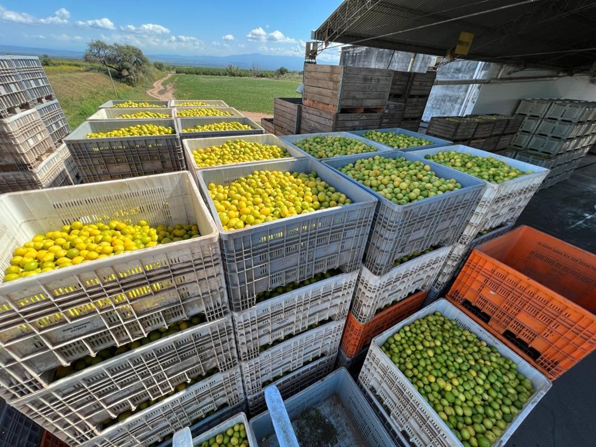 Alimentos argentinos afectados por las políticas de Trump en Estados Unidos