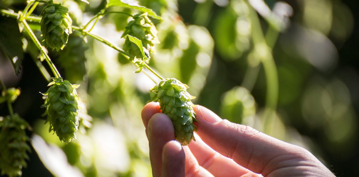 Para el mayor coloso cervecero del mundo, Argentina ya es su centro global de agronegocios