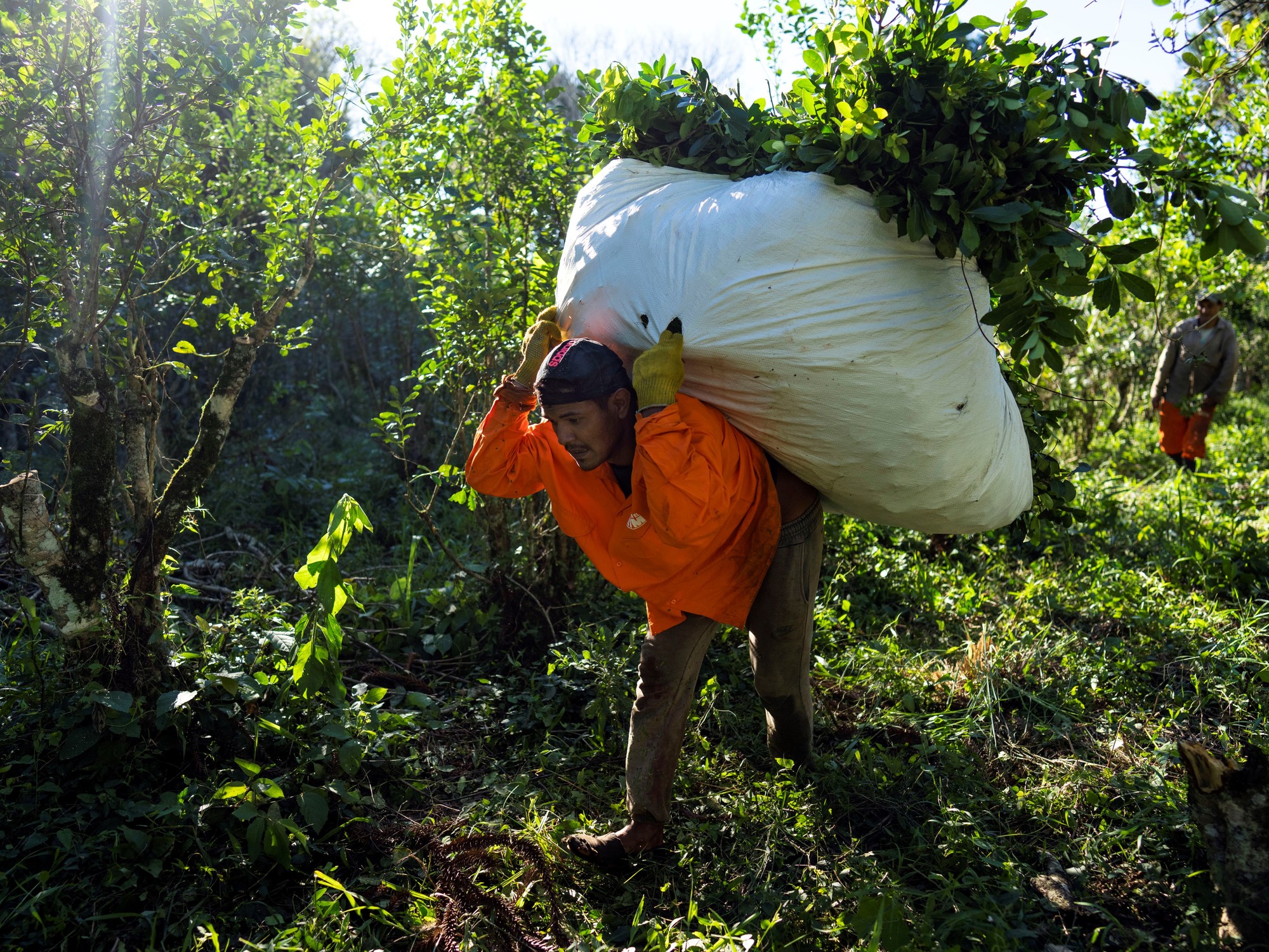 Cese de cosecha de yerba: productores reciben solo el 5% del valor del producto, provincia paralizada.