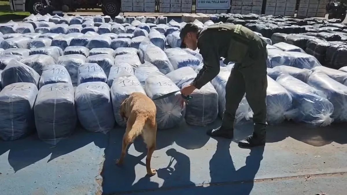 Incautan 7 mil kilos de hojas de coca valuados en 400 millones de pesos