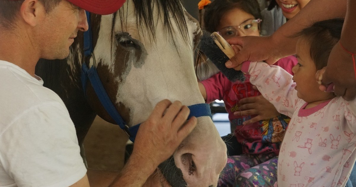 los caballos y el emocionante camino de la rehabilitación
