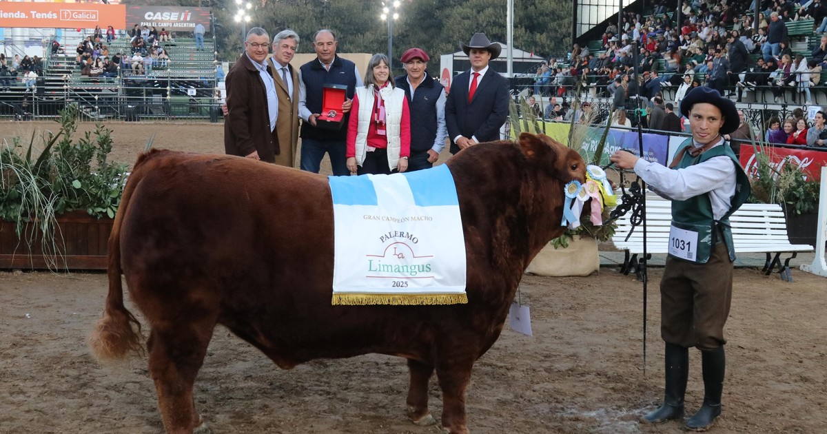 Con un jurado internacional, Limangus coronó sus grandes campeones en la Expo Rural de Palermo