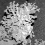 Curiosity descubre en Marte una formación rocosa que recuerda a un coral terrestre