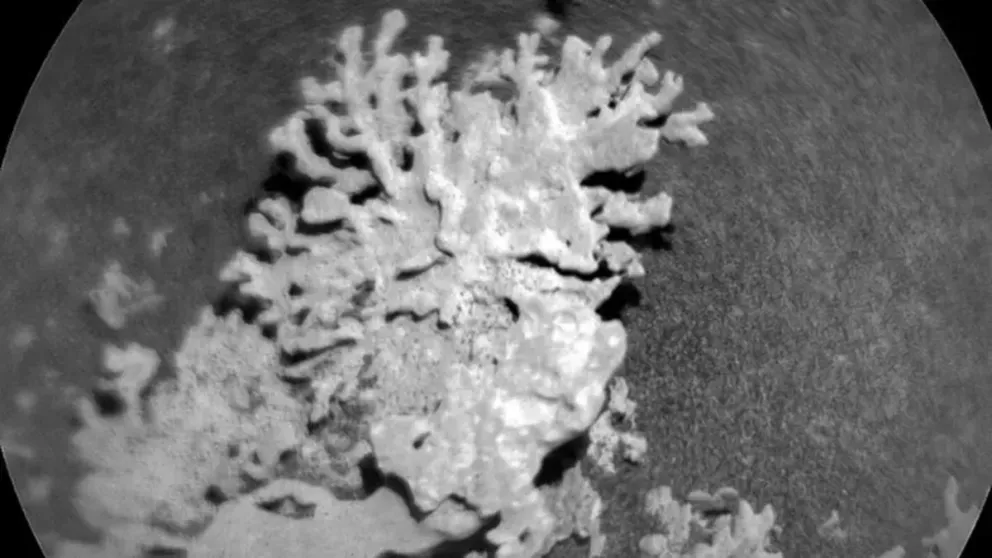Formación rocosa en Marte que se asemeja a un coral terrestre
