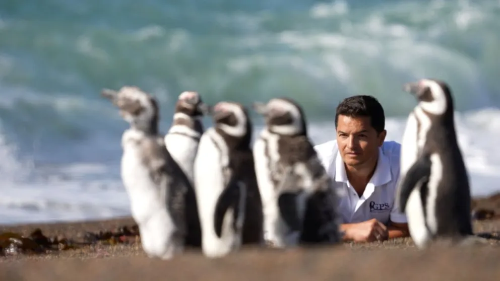 Utilice este título  Se estrena a nivel nacional “El Señor de los Pingüinos”, el documental dirigido por el chubutense Damián Martínez y cree en base a ese titulo original un titulo nuevo, preciso, comprensible y que no pierda relacion con el titulo original. Necesito que me devuelvas solo y nada mas que el titulo nuevo.