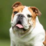 Puerto Madryn busca familias temporales para perros rescatados por maltrato