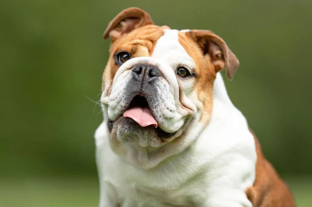 Puerto Madryn busca familias temporales para perros rescatados por maltrato