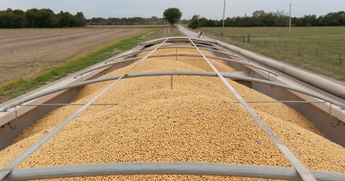 Previa a la cumbre entre Donald Trump y Xi Jinping, China volvió a comprar soja a Estados Unidos