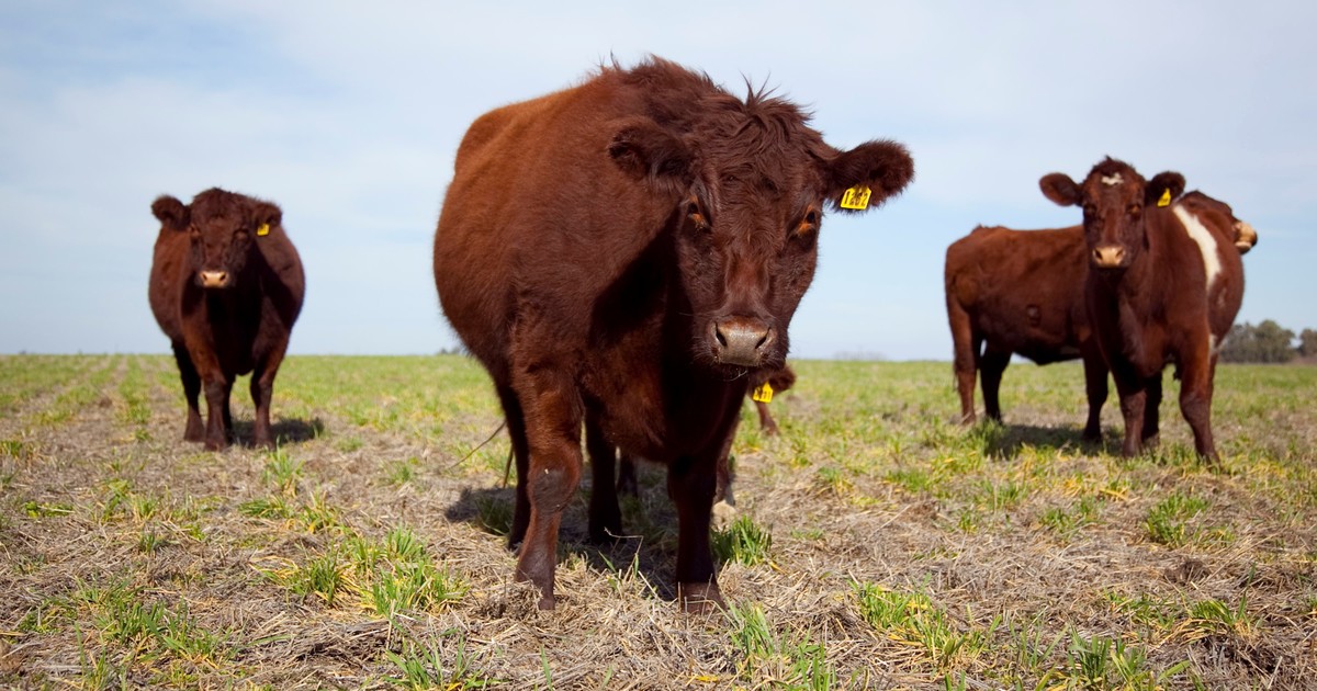 ¿Qué tan lejos estamos del pico histórico de precios del ganado del año 2022?