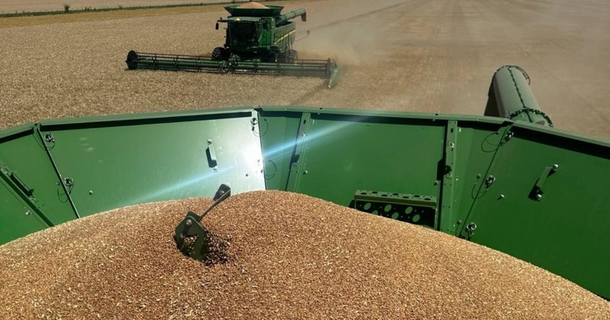 El trigo argentino alcanza su precio más bajo en dos años debido a una super cosecha.