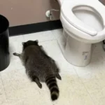 Un mapache irrumpió en una licorería en Virginia y terminó desmayado tras embriagarse