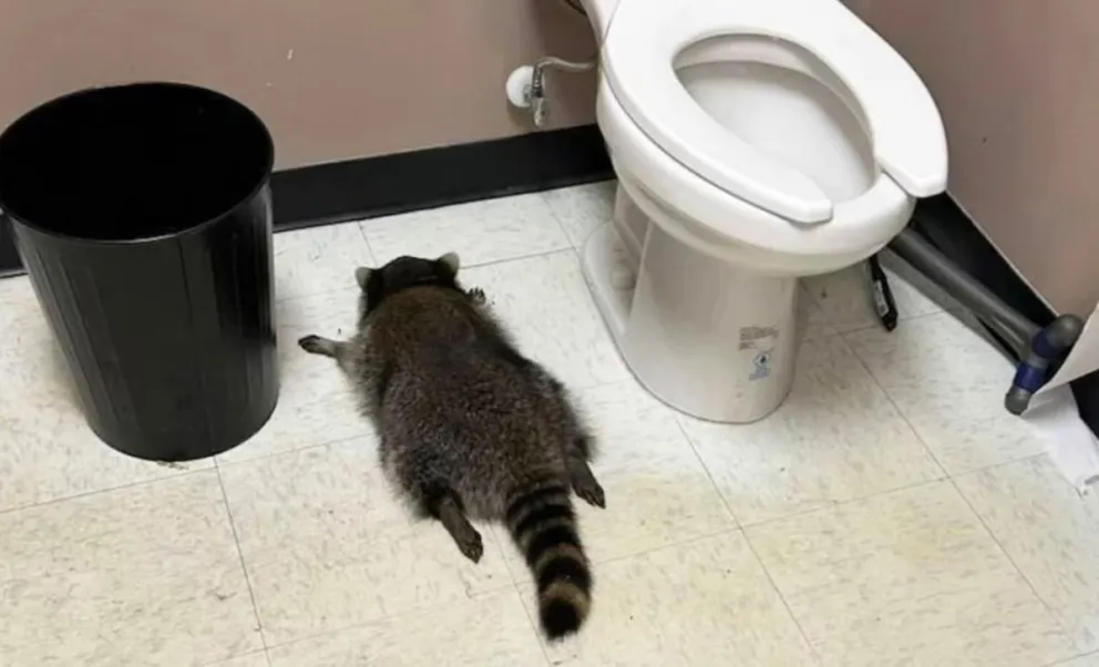 Un mapache irrumpió en una licorería en Virginia y terminó desmayado tras embriagarse