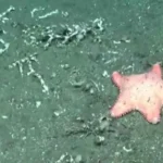 El CONICET encontró otra estrella de mar “culona" en las costas de Madryn