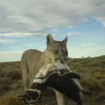 Pumas cazan pingüinos en Monte León: éxito de restauración ecológica en Patagonia