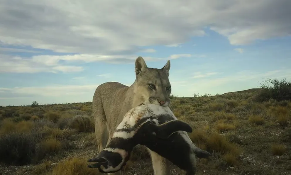 Pumas cazan pingüinos en Monte León: éxito de restauración ecológica en Patagonia