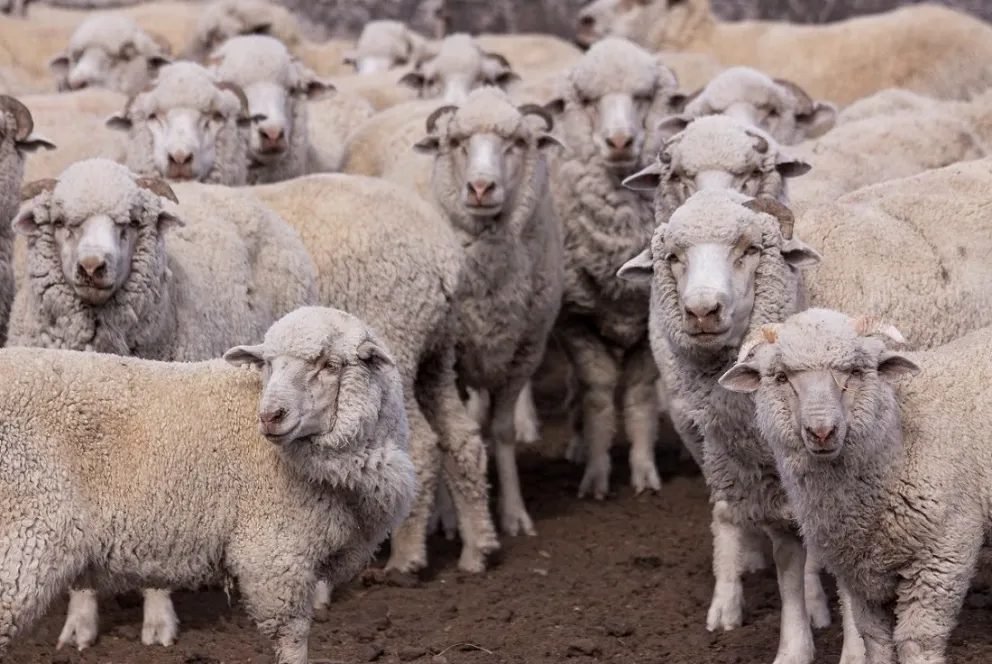 Chubut define medidas para frenar la sarna ovina