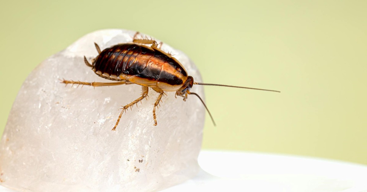 El tip definitivo para eliminar cucarachas en casa de forma sencilla y económica este verano