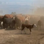 Incendios en la cordillera: una familia de Cholila perdió su veranada y pide refuerzos para combatir el fuego
