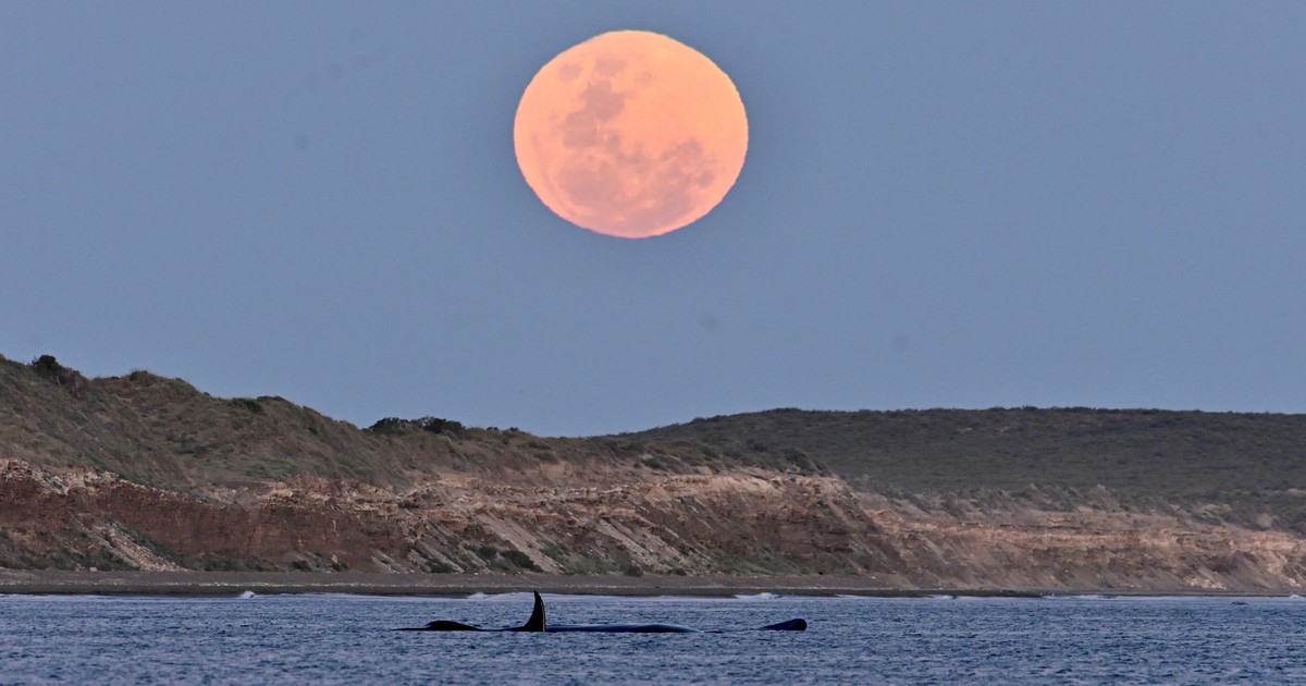 Pícnic de luna llena en Puerto Madryn