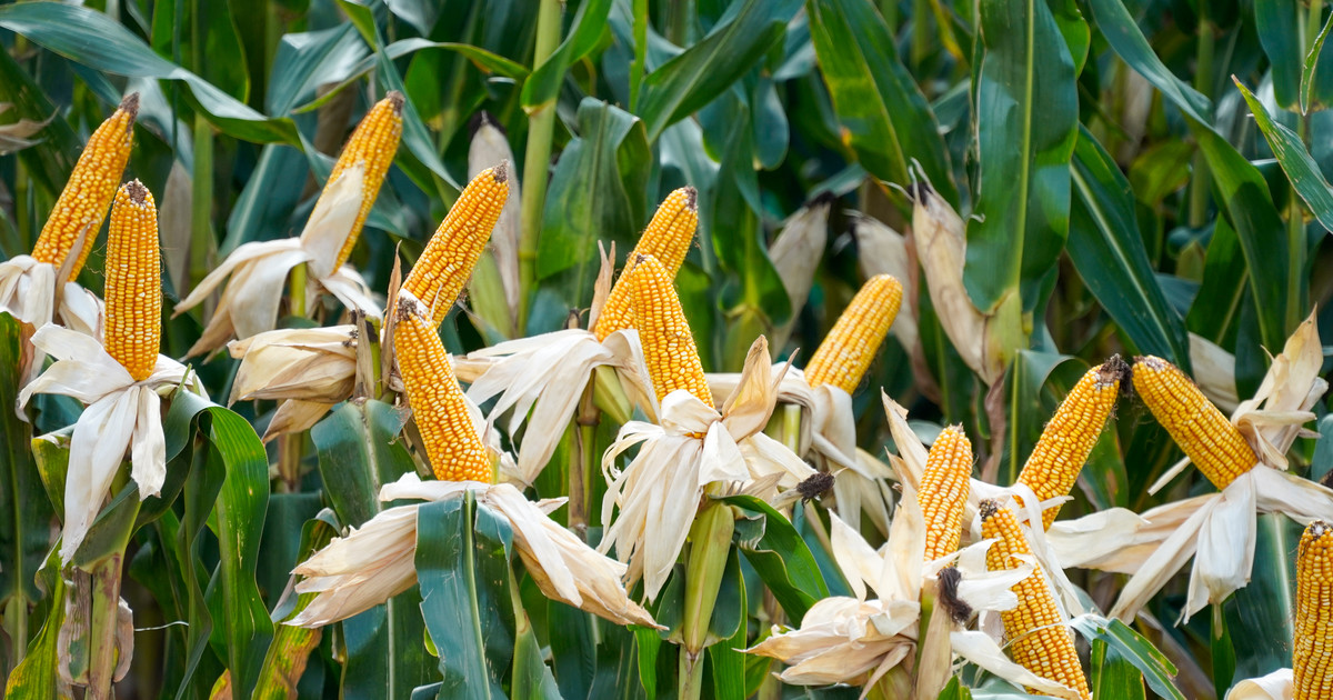 Utilice este título  Proyectan una cosecha récord de maíz de 62 millones de toneladas, pero las lluvias tendrán que hacer su parte y cree en base a ese titulo original un titulo nuevo, preciso, comprensible y que no pierda relacion con el titulo original. Necesito que me devuelvas solo y nada mas que el titulo nuevo.