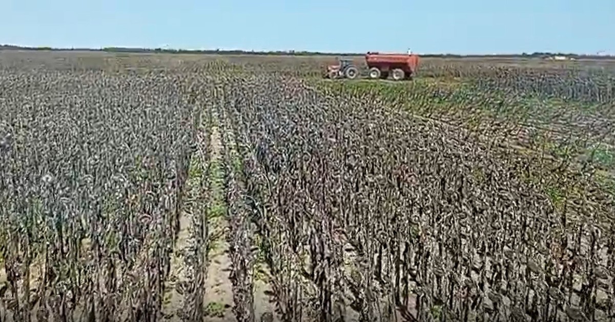 destacaron el buen desempeño del cultivo