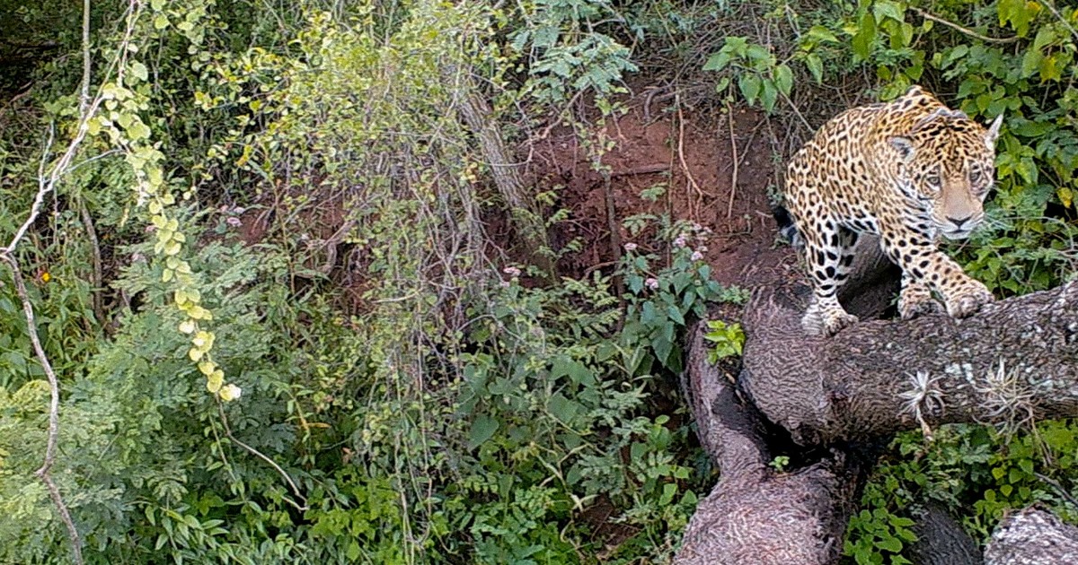 the jaguar that survived extinction in the Chaco Impenetrable