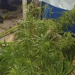 Cosechaba marihuana en el techo de su casa y su madre lo denunció