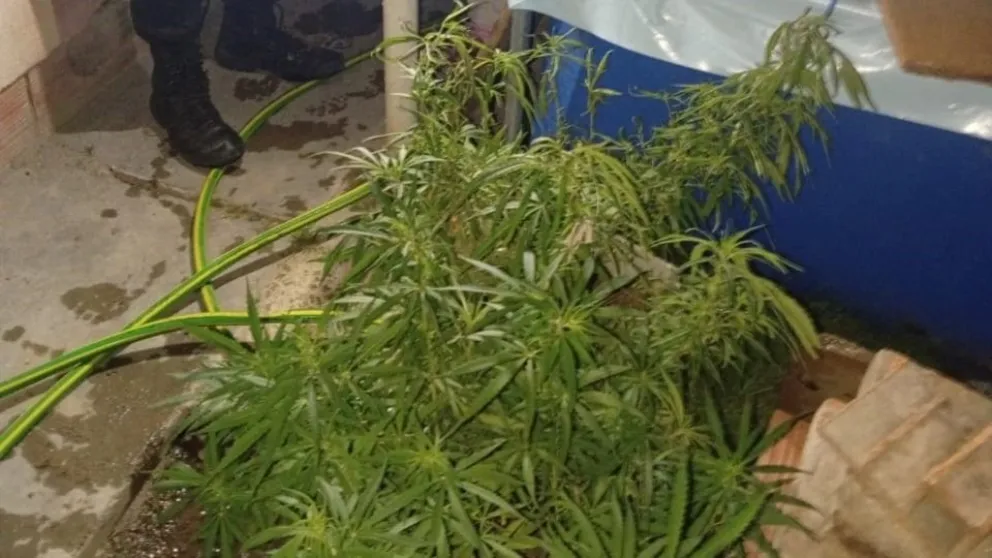 Cosechaba marihuana en el techo de su casa y su madre lo denunció